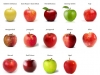 تصدير أنواع التفاح البولندي